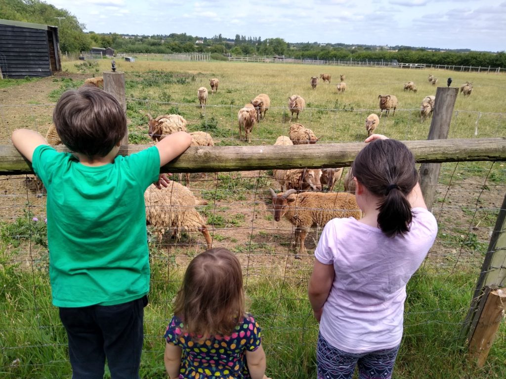 A Day at Ashlyn's Farm and Soft Play