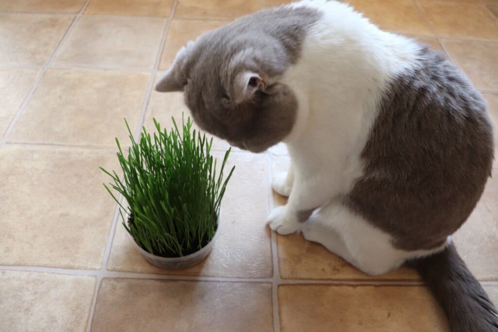 cat grass