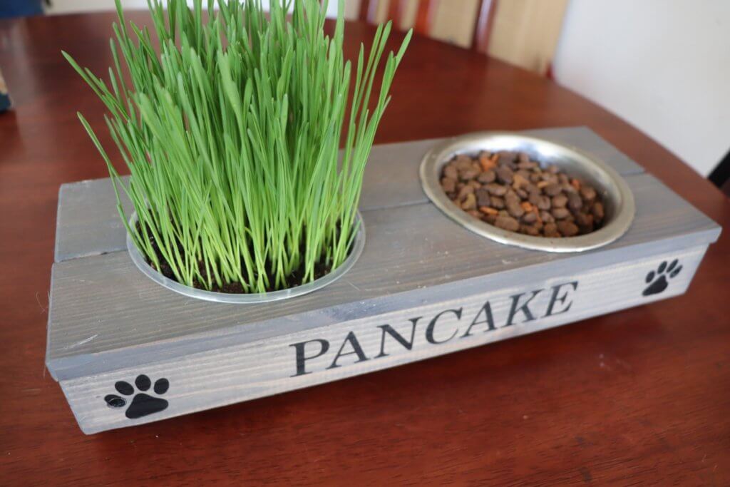 Benefits of Growing Cat Grass