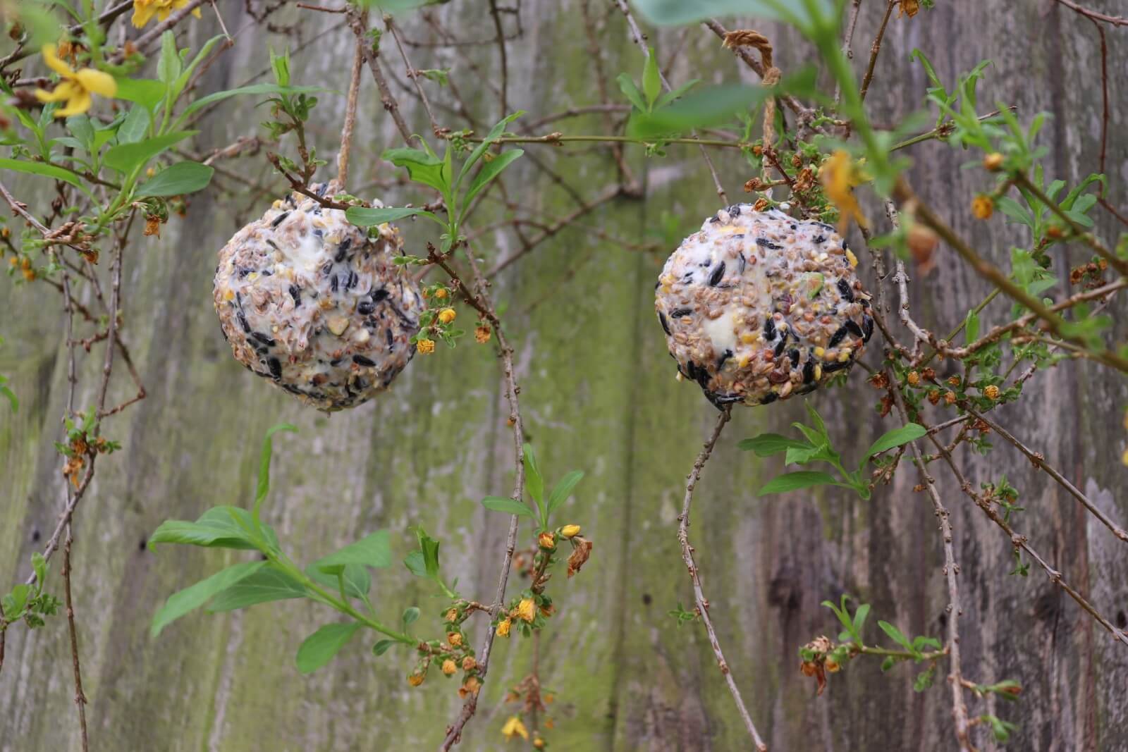 bird feed balls