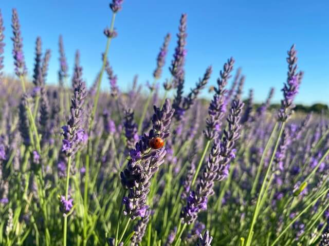 Hitchin Lavender Field