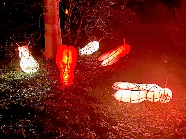 Glow Wild Wakehurst