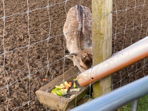 A Day Out at Weald Country Park