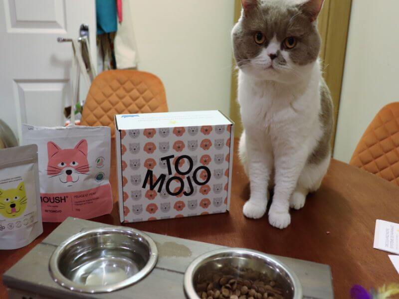 Tomojo Cat Discovery Box | Review