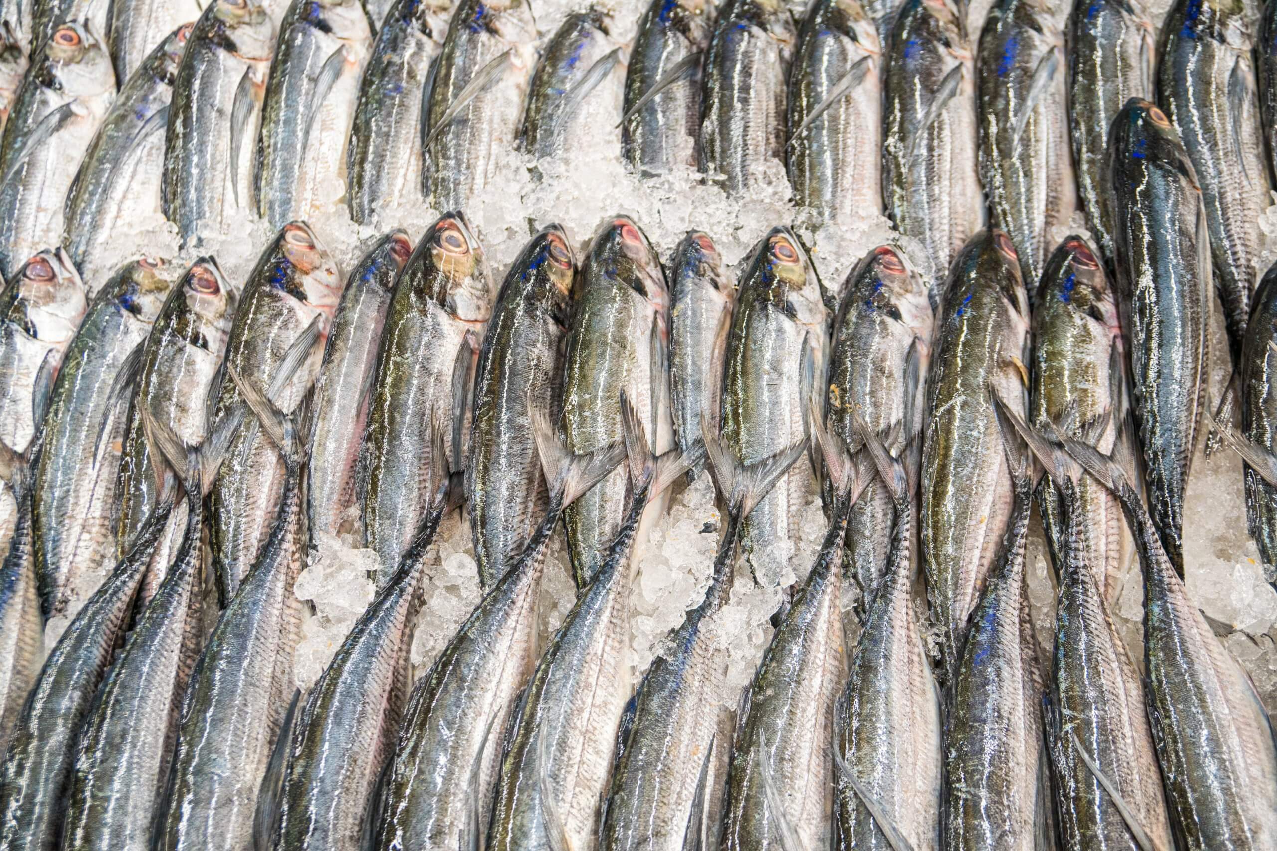 All our Fish, Shop Online or in Store
