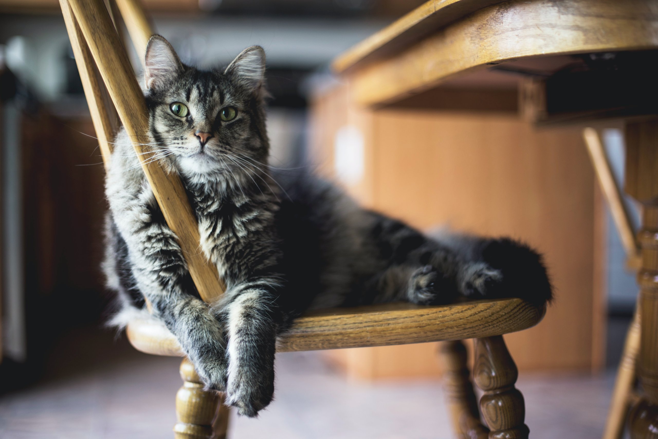 Vital Cat Care Tips for a Blissful Feline Companion