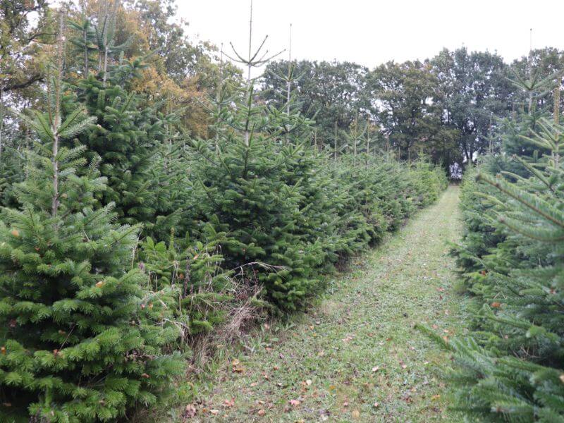 Exploring Larkins Farm for Christmas Trees!