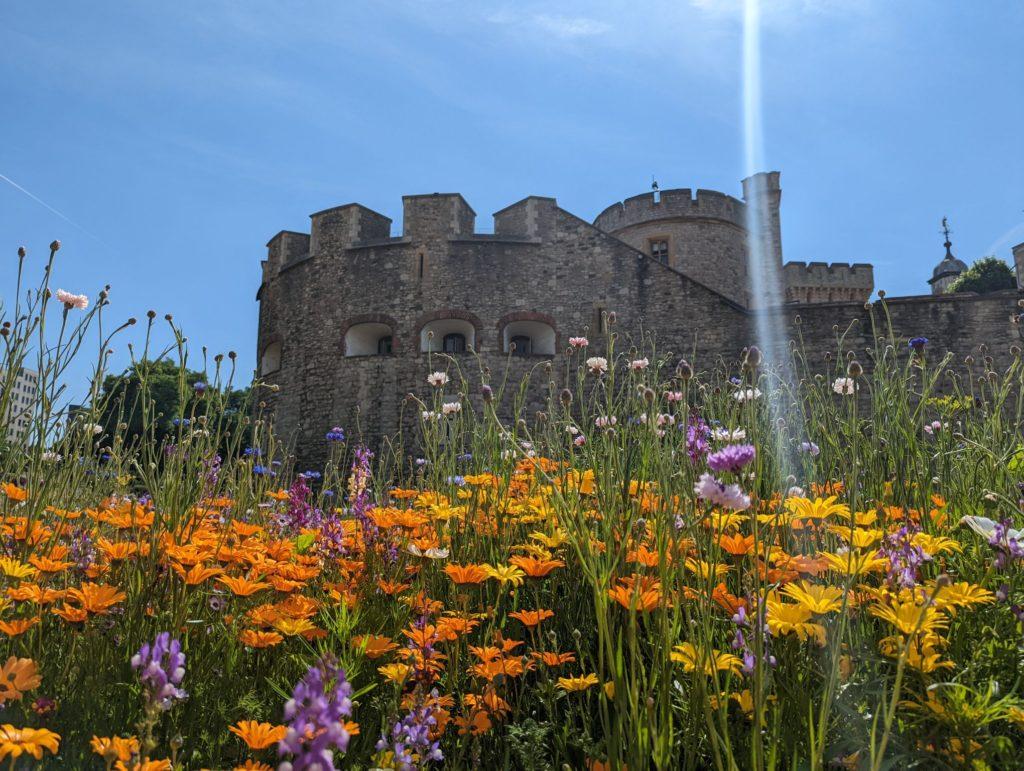 A Day out at Superbloom at Tower of London