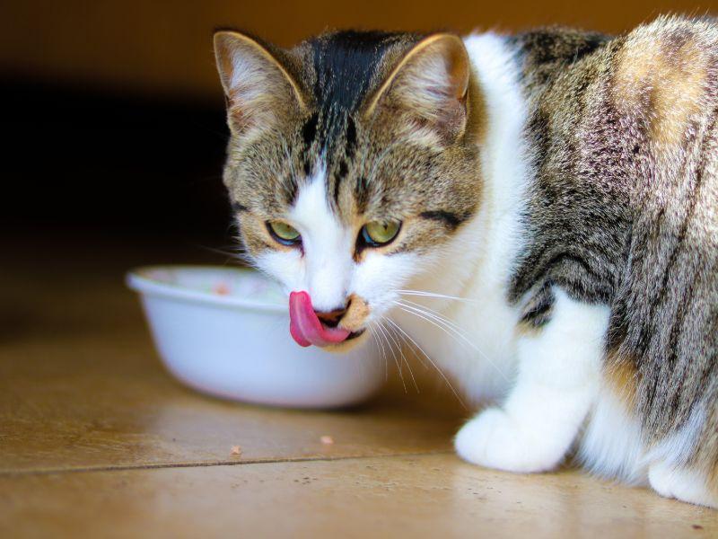 Cat Natural Food  : The Ultimate Guide to Healthy Feline Nutrition