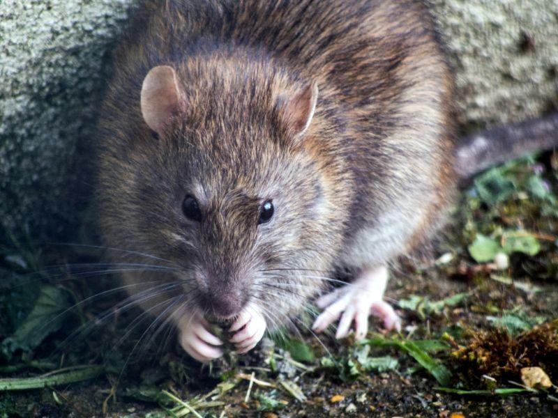 AMS Pest Coventry: 10 Common Signs of a Rodent Infestation