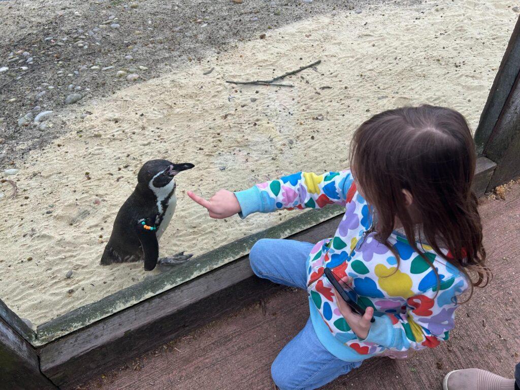 Baby Penguin at London Zoo