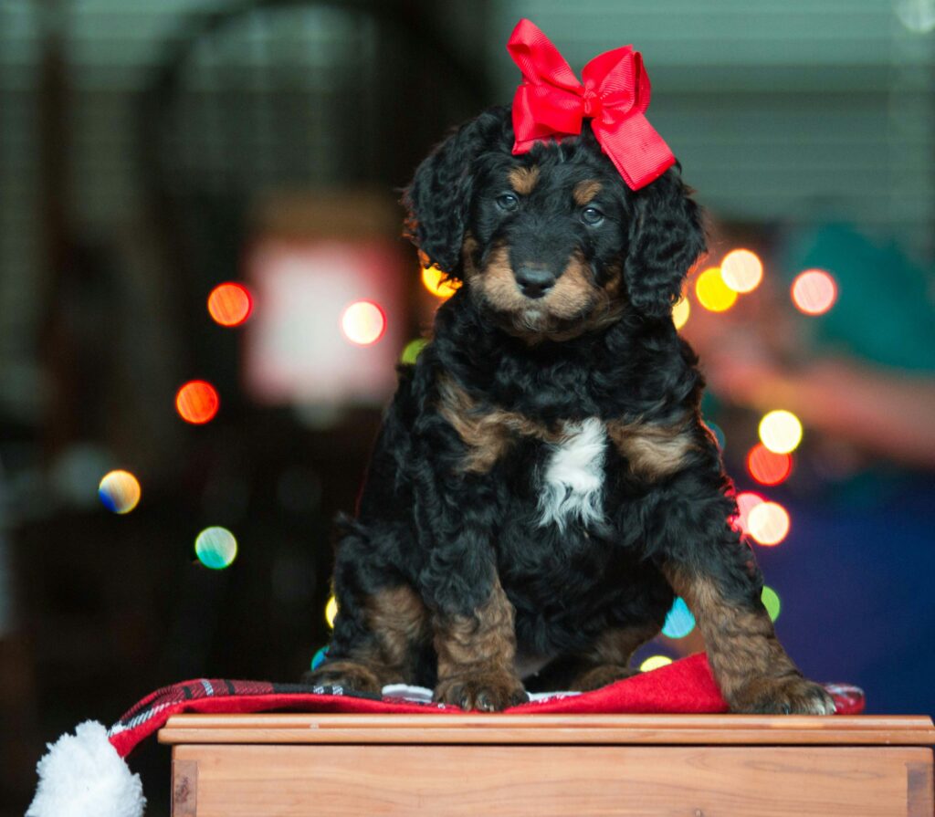 8 “Paw-fect” Christmas Gifts for the New Dog Owner in Your Life