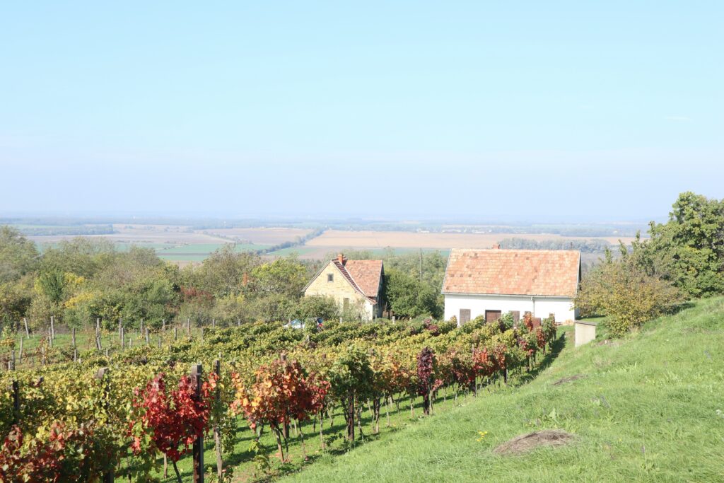 Explore the Wine Region of Bordeaux: A Journey Through France’s Most Famous Vineyards