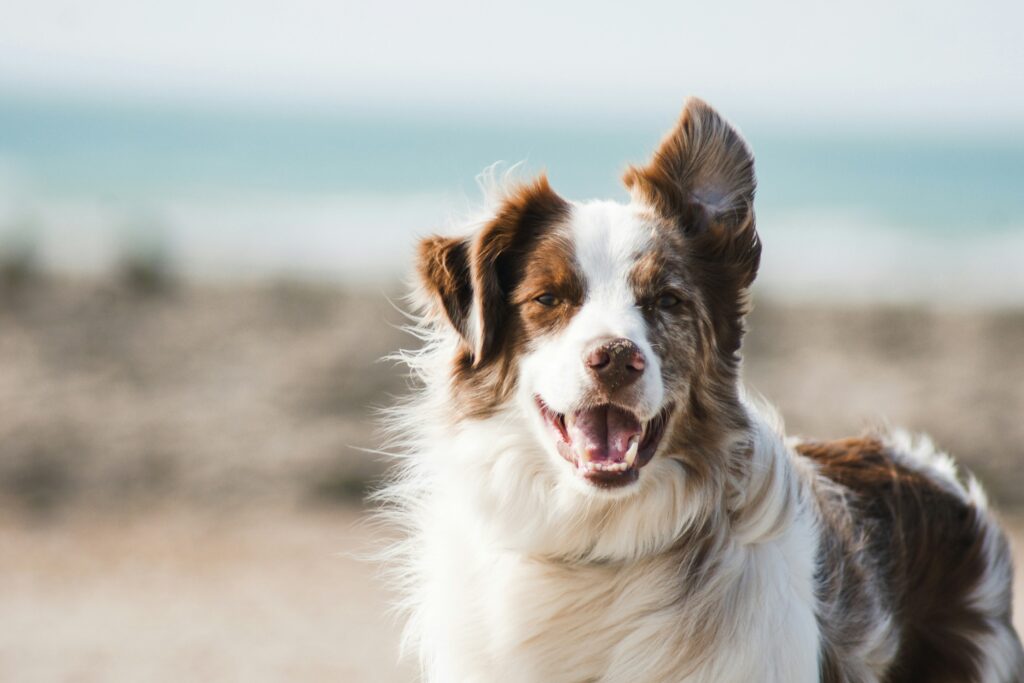 The Hottest Luxury Dog Accessories of the Year