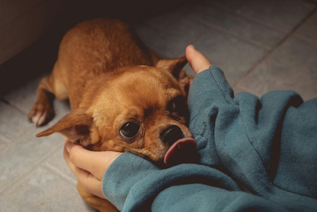 Tips for Keeping Your Dog Comfortable Year-Round