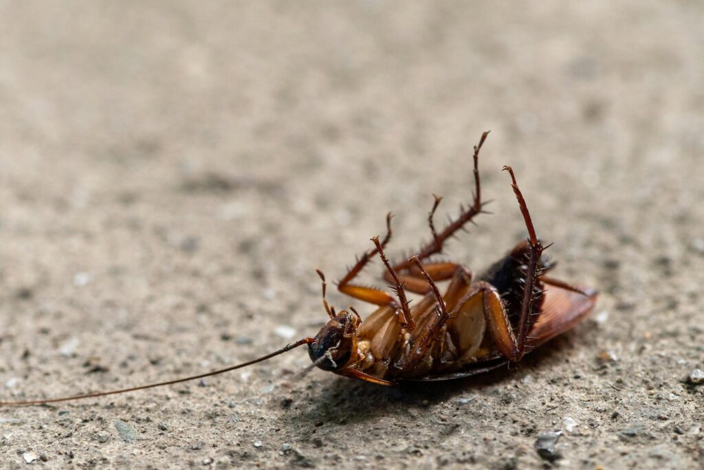 A Pest-Free Home: Effective Management Strategies for Homeowners