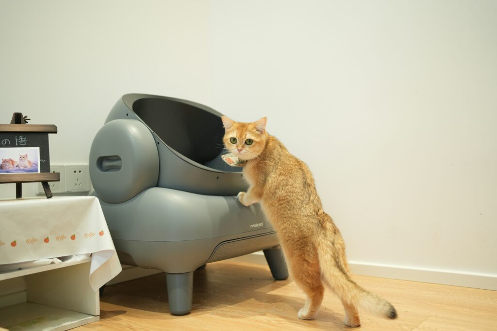 5 Simple Steps to Train a Cat to Use the Litter Box