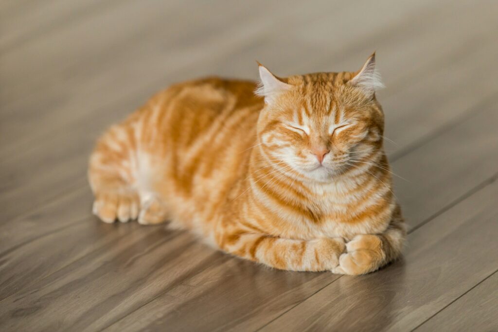 Cat Anxiety: Main Causes and Effective Natural Calming Solutions For Family Cat