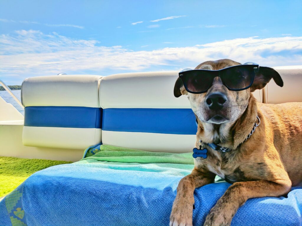 How to Perfectly Manage a Dog Boarding Experience