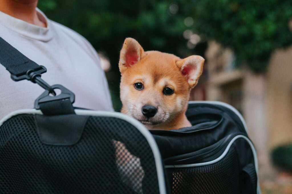 Traveling Without Worry: Finding the Right Care for Your Pet