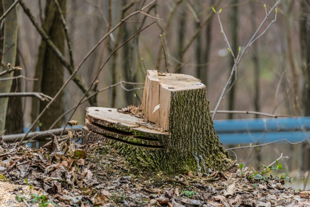Why Your Tree Might Be Denied Removal Approval