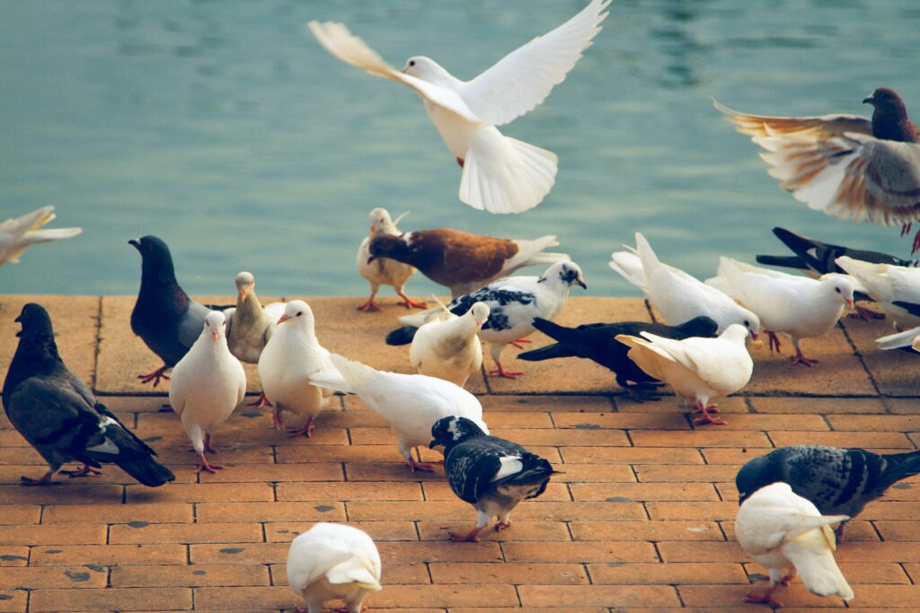 5 Common Bird Species That Anti-Bird Netting Can Protect Against