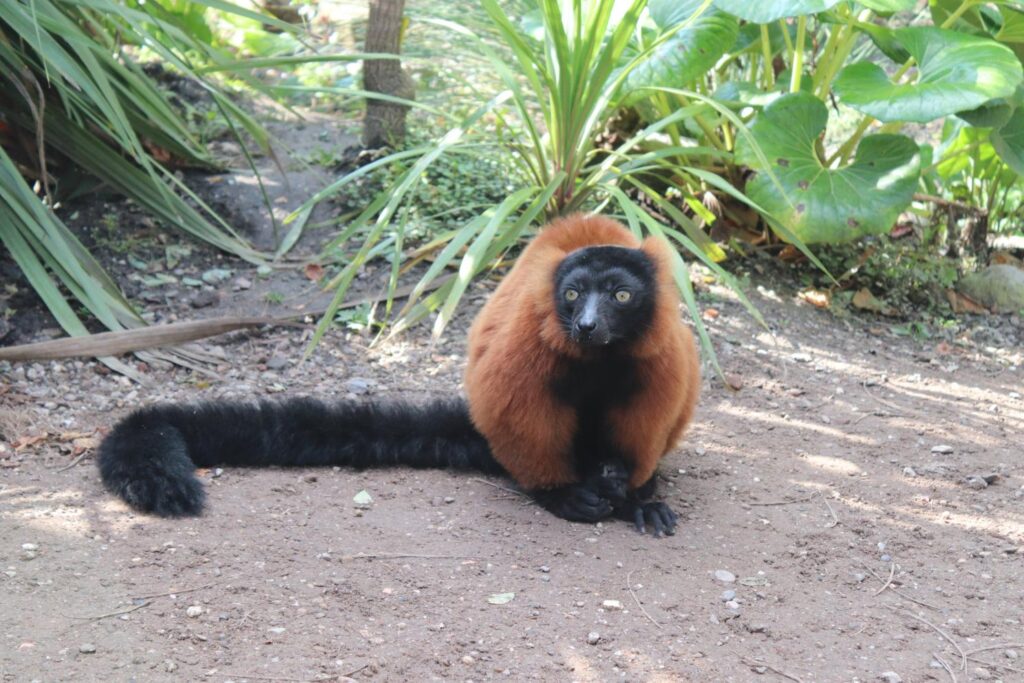 Seeing Animals Close up at ARTIS Zoo