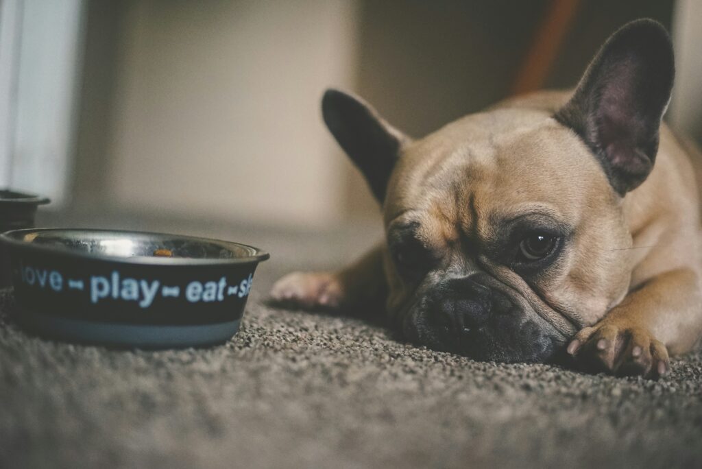 Turn Your Mudroom Into the Perfect Pet Care Hub