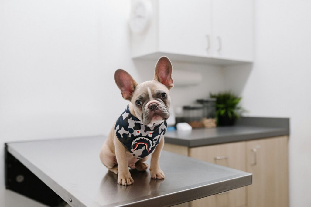 What to Do When Your Pet Has a Medical Emergency