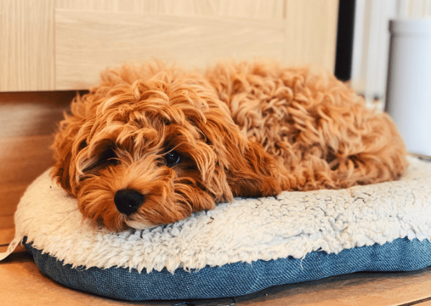 5 Reasons Why Cavapoos Are the Best Choice for First-Time Dog Owners