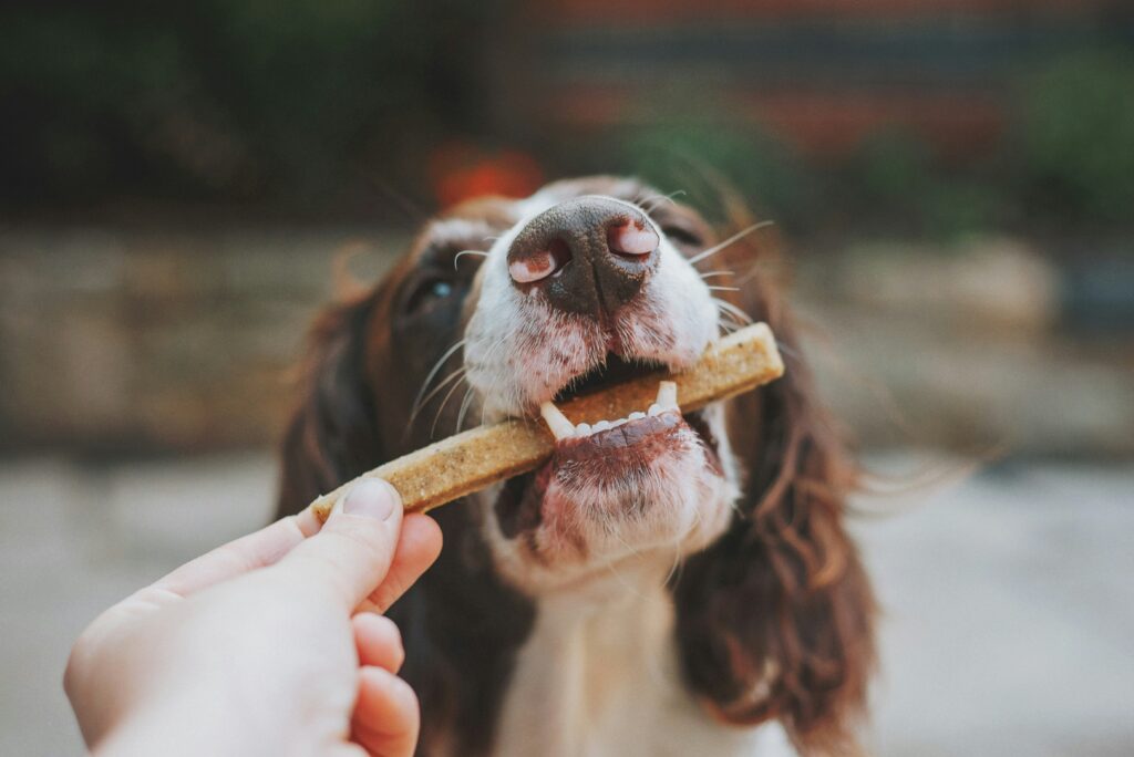 5 All-Natural Dog Treat Brands That Support Healthy Digestion