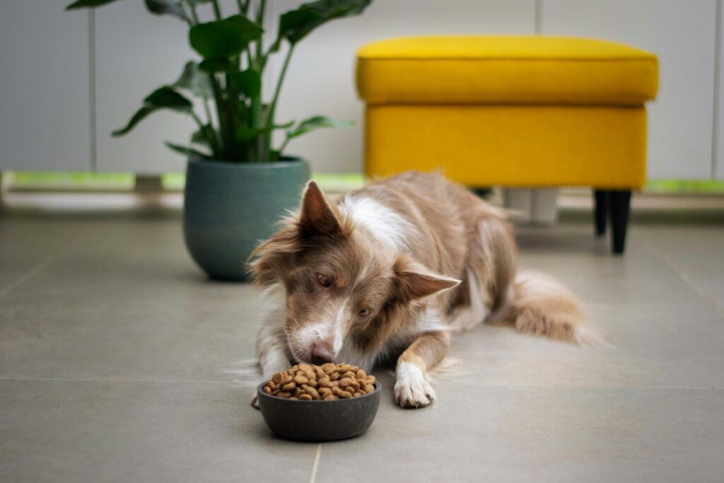 What to Look For When Choosing Nutritious Dog Food Options
