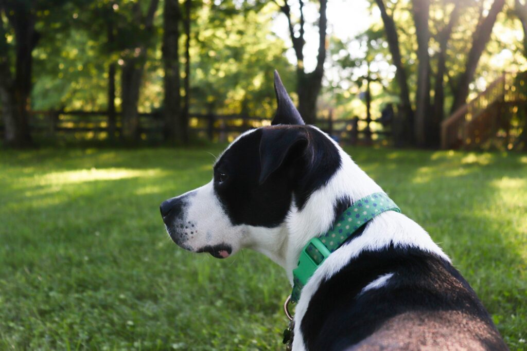 GPS Dog Fences: Tips for Choosing the Right System