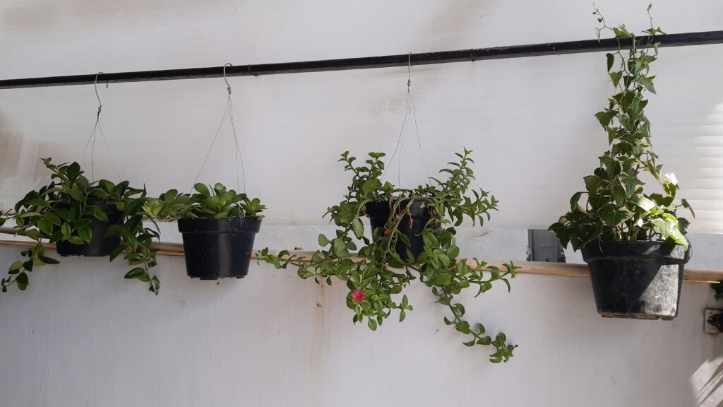 Small Space Gardening: Growing Veggies on a Balcony