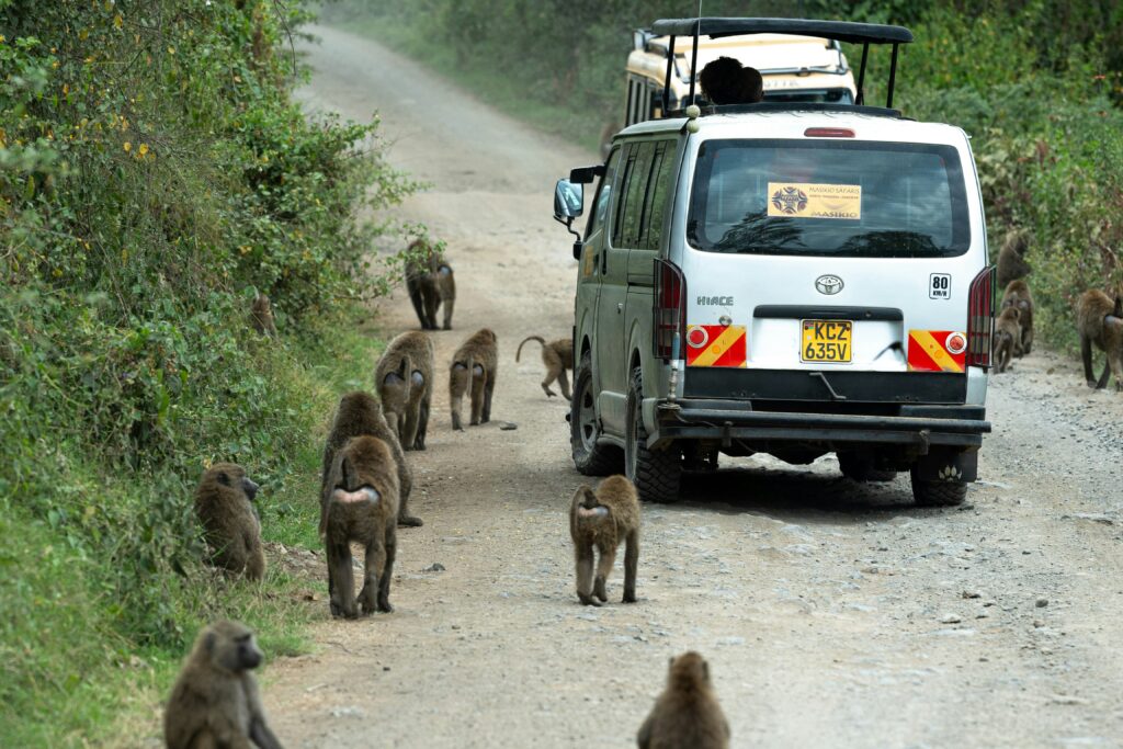 A Guide to Luxury Travel Experiences Among Unique Wildlife