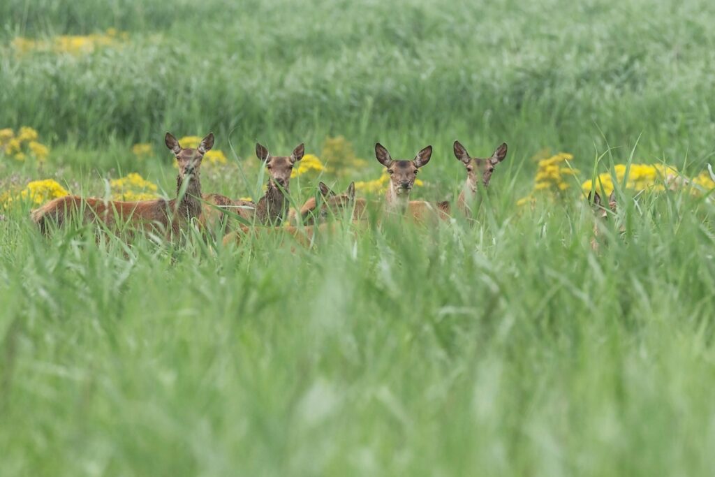 The Magic of Experiencing Wildlife in Its Natural Habitat