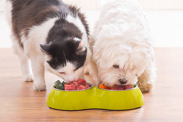 The Little Details That Matter Most in Pet Nutrition
