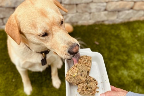 How Fresh, Gently Cooked Dog Food Can Help Dogs with Allergies