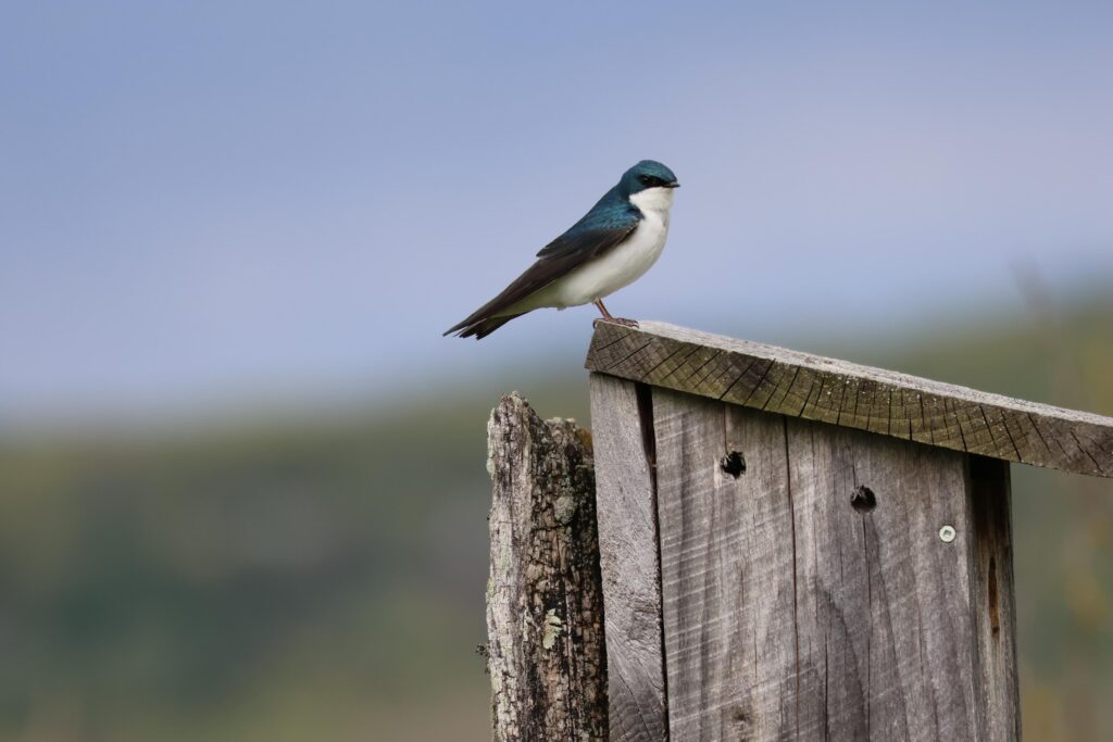 Exploring Alfred Z. Solomon Grassland Bird Trail