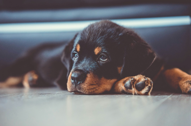 How to help dog with separation anxiety