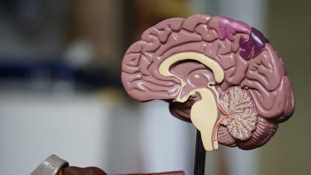 What Should You Expect After Brain Tumour Treatment?
