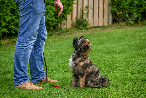 Is Bark Control Australia Worth Trying? A Look at How It Keeps Dogs Safe