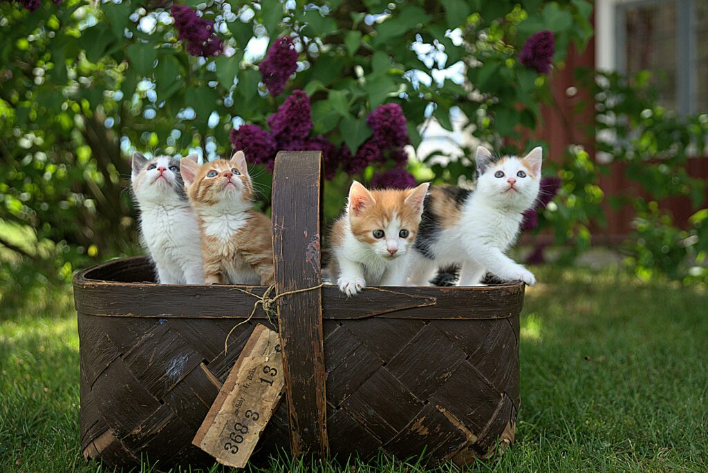 Purebred Cats for Sale: Prices, Health Guarantees and Buying Tips