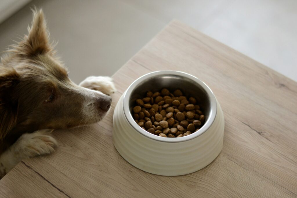 7 Best Cold-Pressed Dog Food Brands in 2026